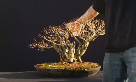 privet bonsai
